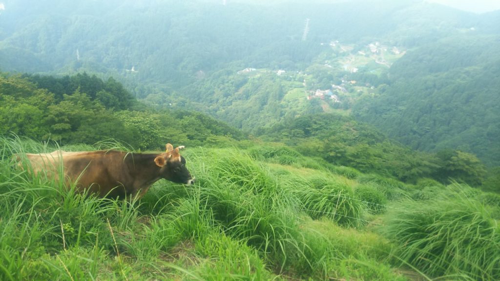 芝の植え付け ノシバと山地酪農の関係性について | はなさかひろとのしごと|神奈川県山北町発!仕事と田舎のローカルメディア