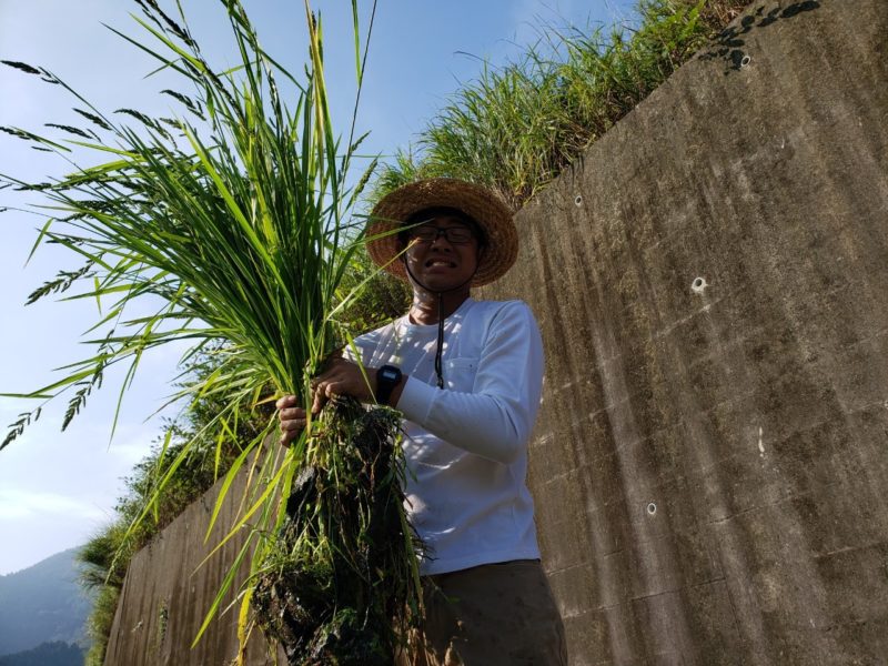 稲作 イネの開花と出穂 はなさかひろとのしごと 神奈川県山北町発 仕事と田舎のローカルメディア